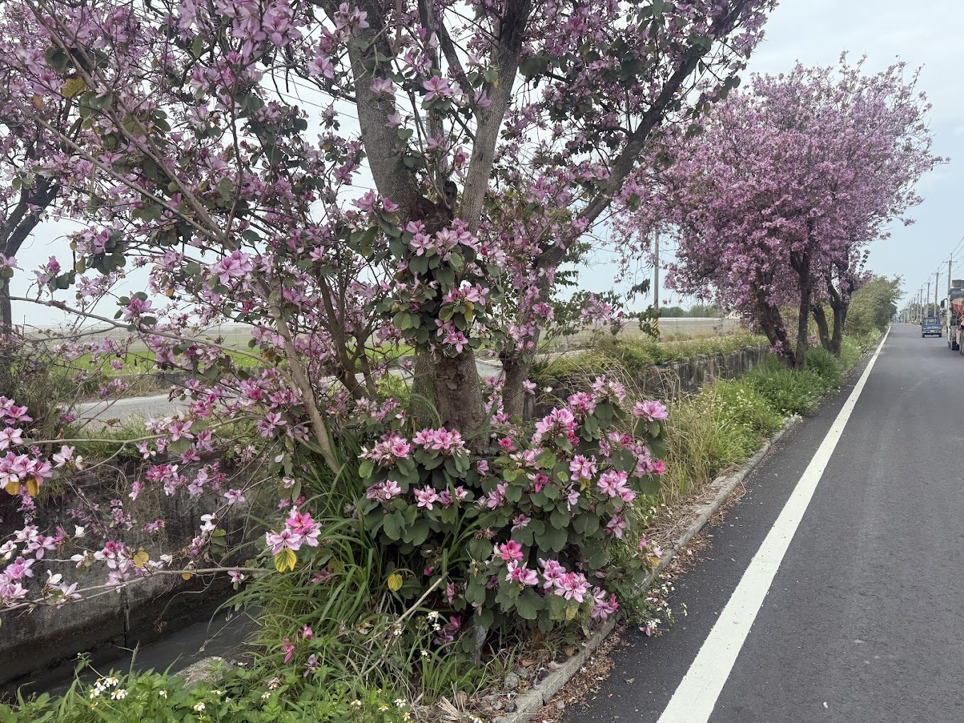 羊蹄甲大道｜探索台灣最美的花海景點