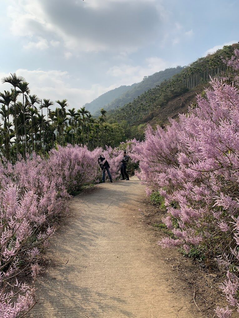 古坑草嶺地區壯麗的麝香木景觀