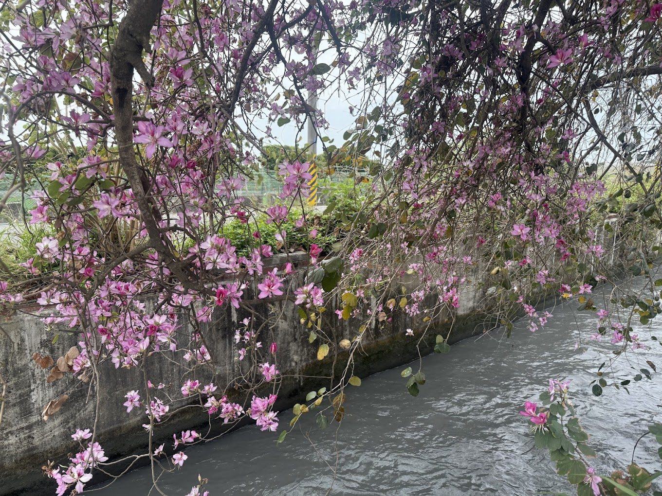 羊蹄甲大道｜探索台灣最美的花海景點