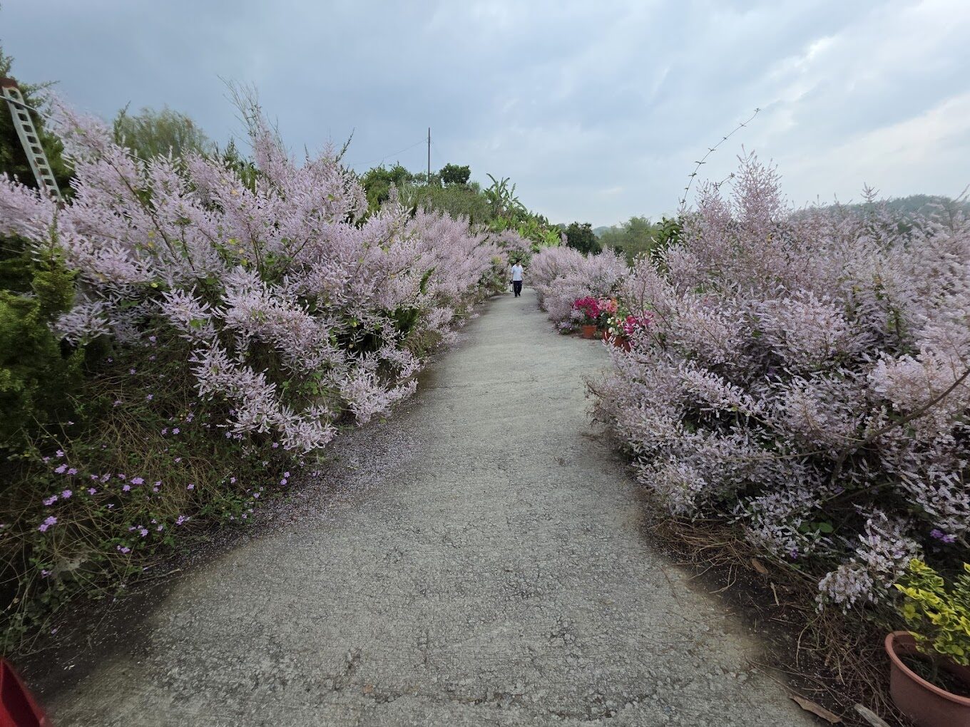 台南南化地區茂密的麝香木生長實況