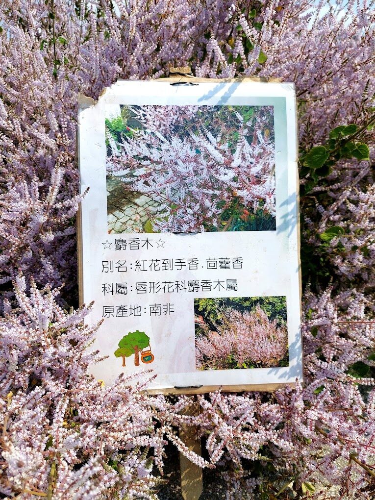 居家種植麝香木盆栽與枝條示意圖