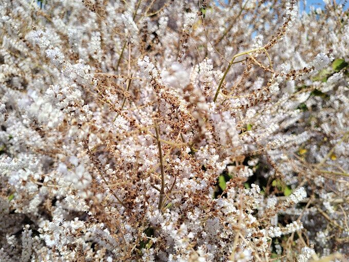 麝香木探秘：不能錯過的旅遊景點與購物指南