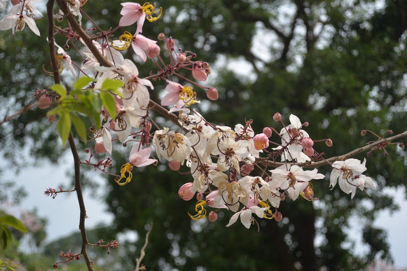 花旗木旅遊指南：探索台灣美麗的花旗木秘境與相關景點