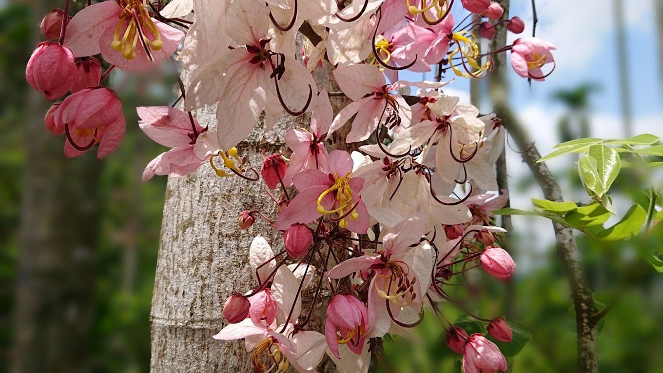 花旗木旅遊指南：探索台灣美麗的花旗木秘境與相關景點