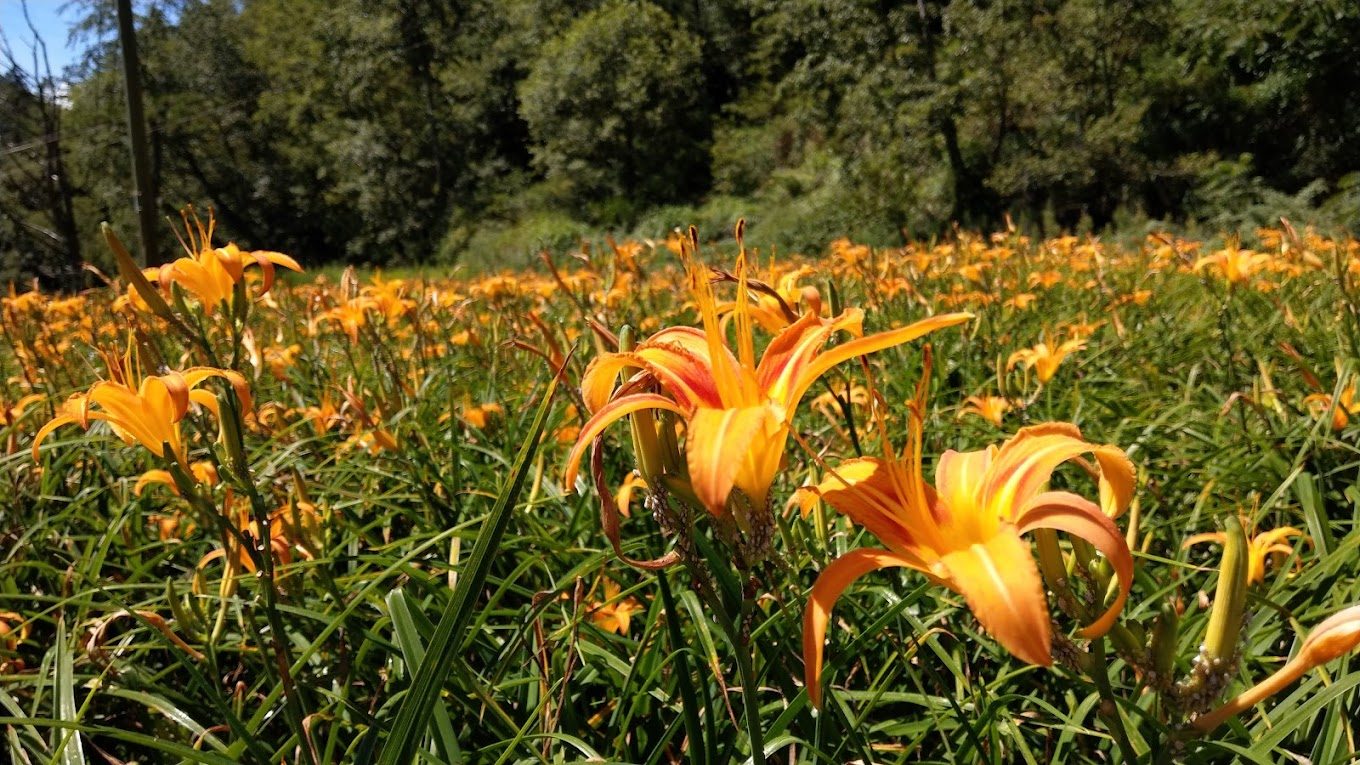 探索武陵農場：四季如春的自然秘境與活動