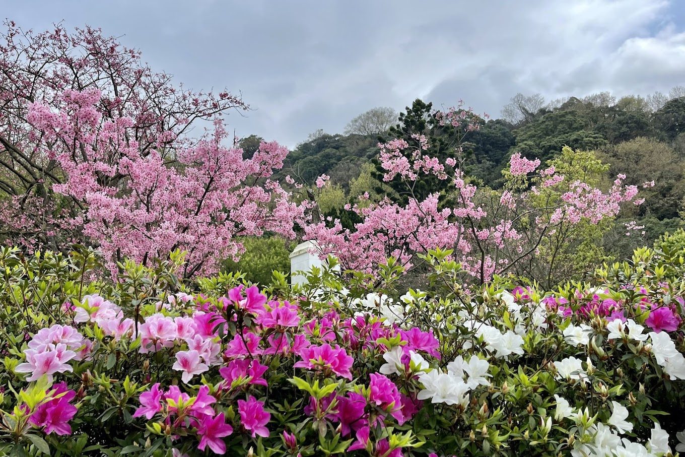 陽明山花季攻略：欣賞花鐘與周邊美景的必訪指南