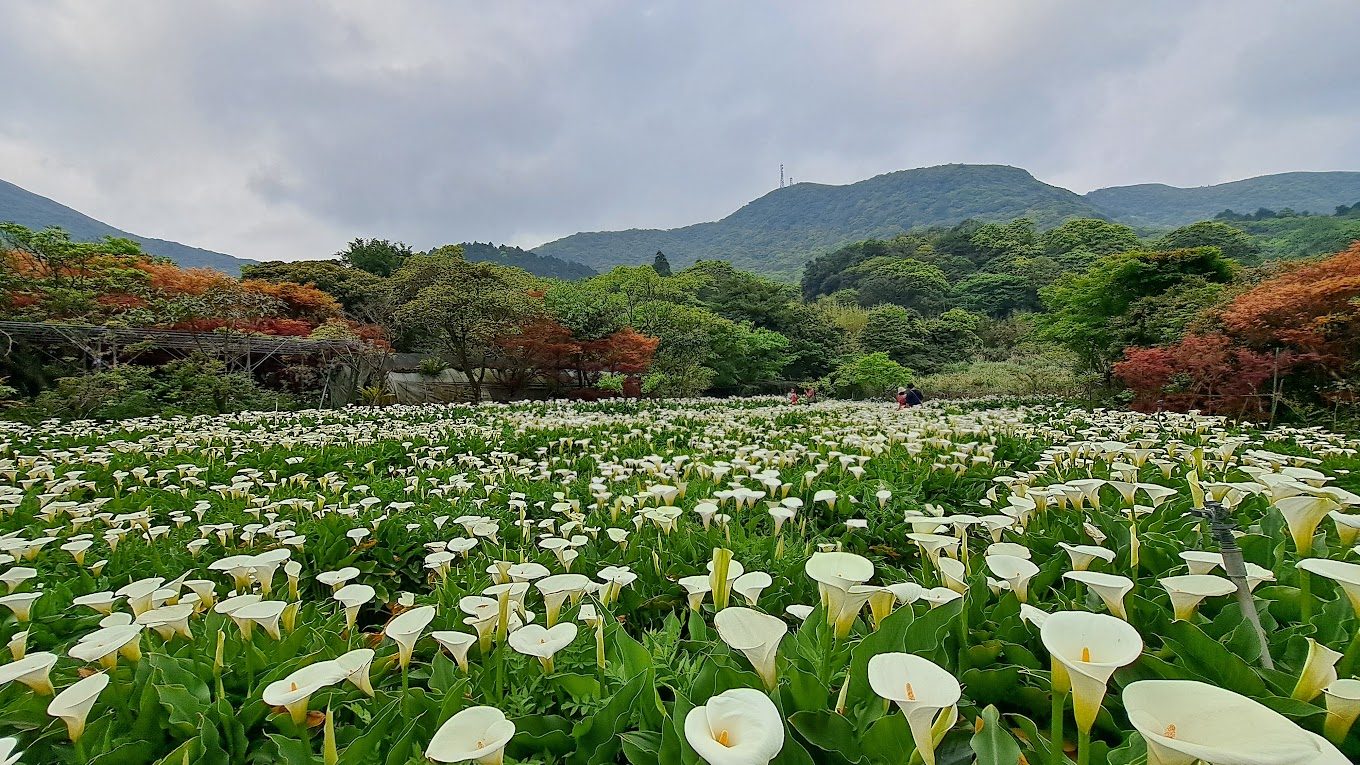 探索竹子湖:尋找北投區最美的風景與美食