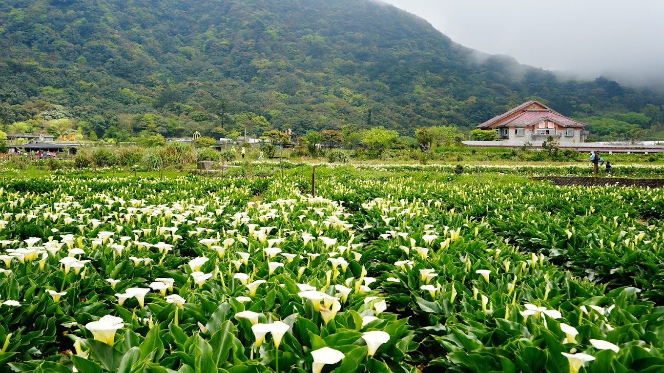 探索竹子湖:尋找北投區最美的風景與美食