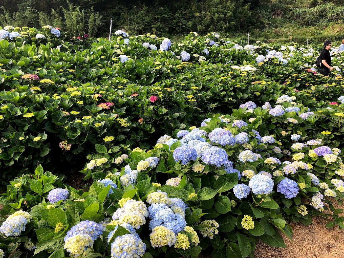 陽明山繡球花之旅：如何享受這場美麗的花海盛宴