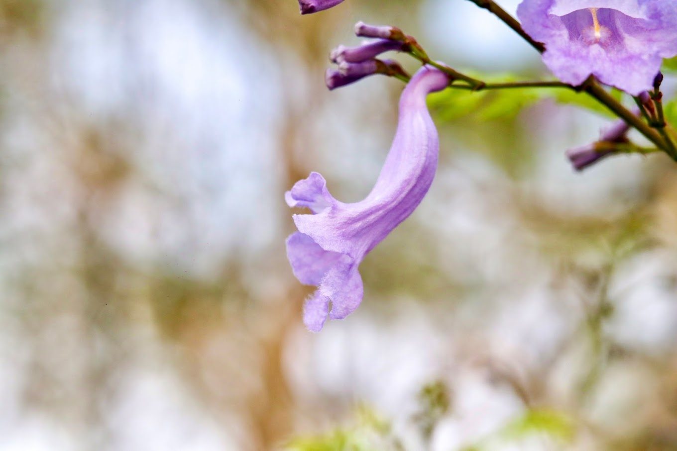 探索藍花楹隧道:讓你沉醉在花海中的夢幻旅程
