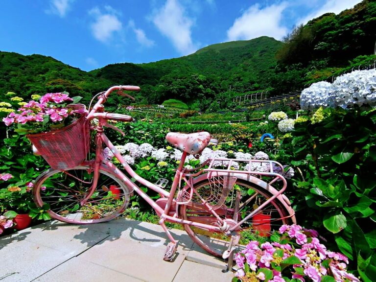 陽明山繡球花賞花秘笈：2025年不可錯過的絕景與拍攝技巧