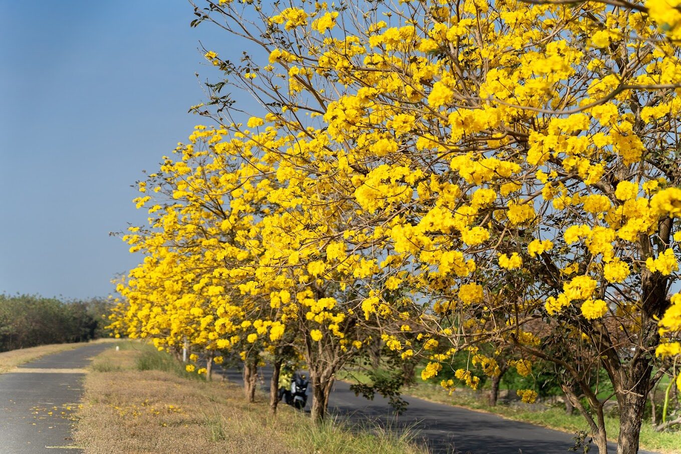 黃花風鈴木花季旅遊攻略｜不可錯過的賞花秘境