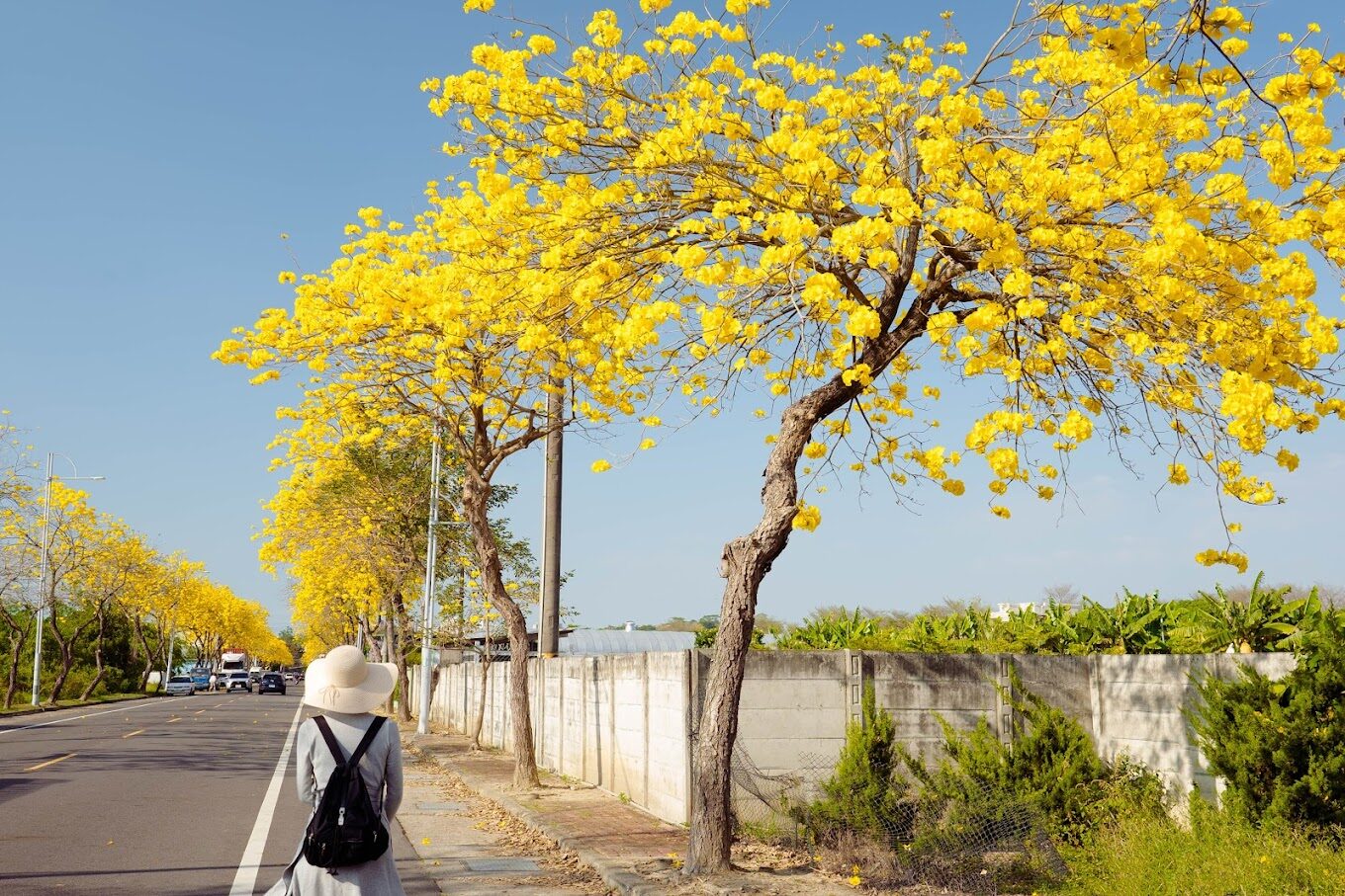 黃花風鈴木花季旅遊攻略｜不可錯過的賞花秘境