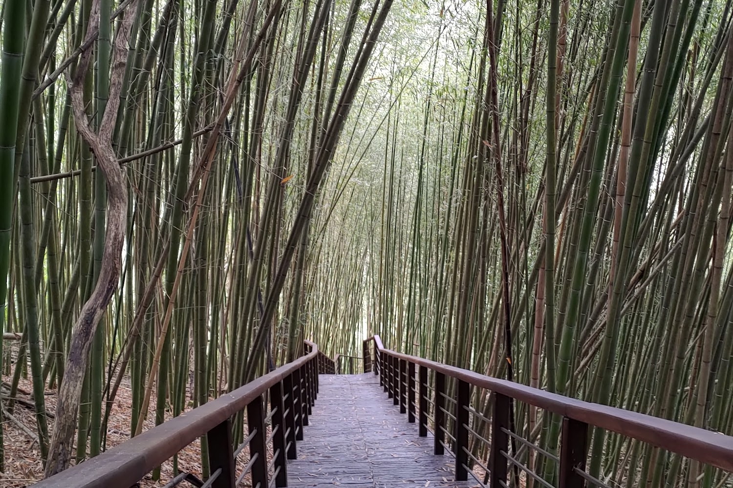特富野古道攻略｜探索台灣最美的山林秘境