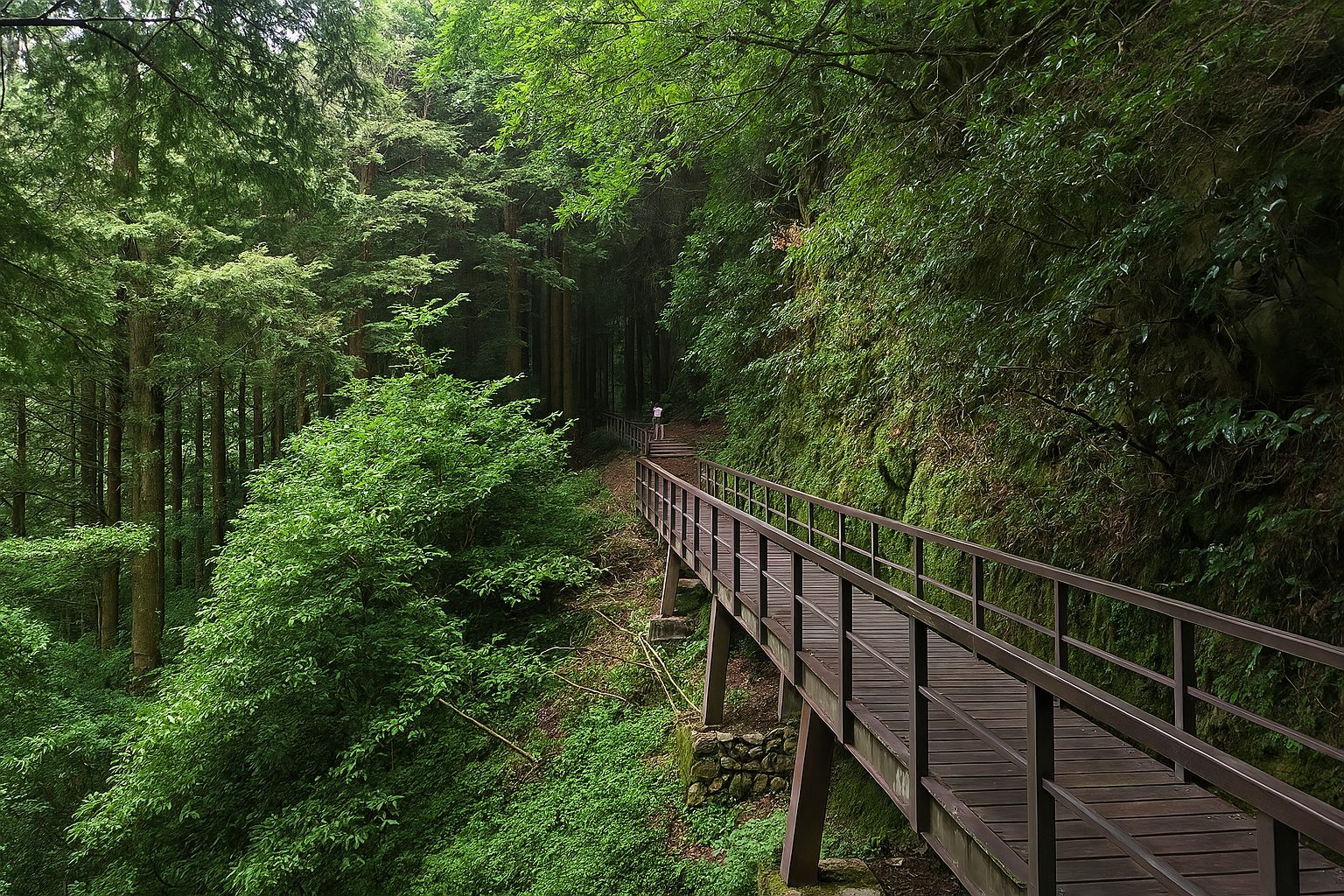 特富野古道攻略｜探索台灣最美的山林秘境