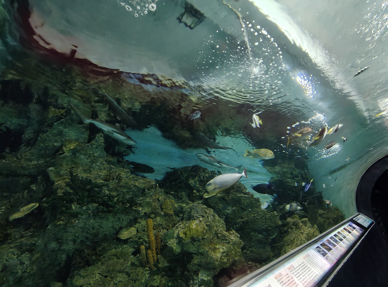 探險島水族館，是一個好玩的旅遊景點。｜遠雄海洋公園：家庭親子旅遊最理想的樂園