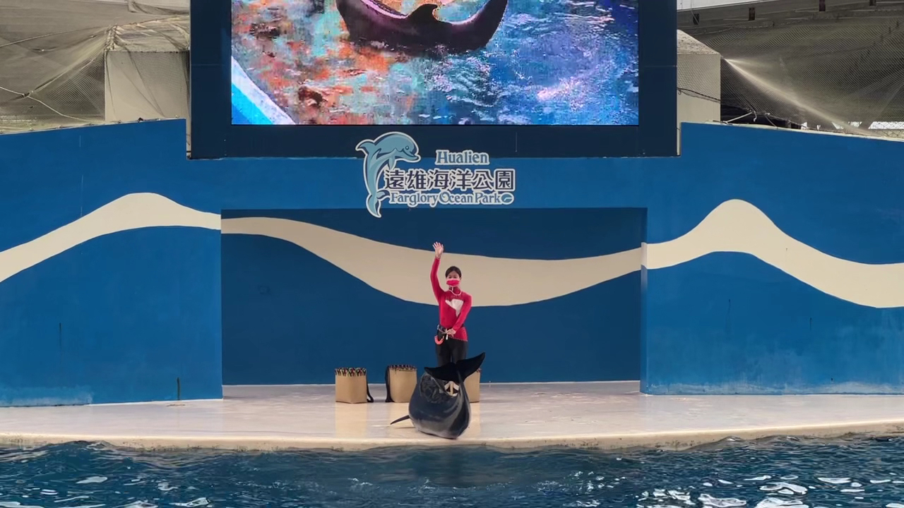 遠雄海洋公園的精彩體驗:玩樂、學習與親近海洋