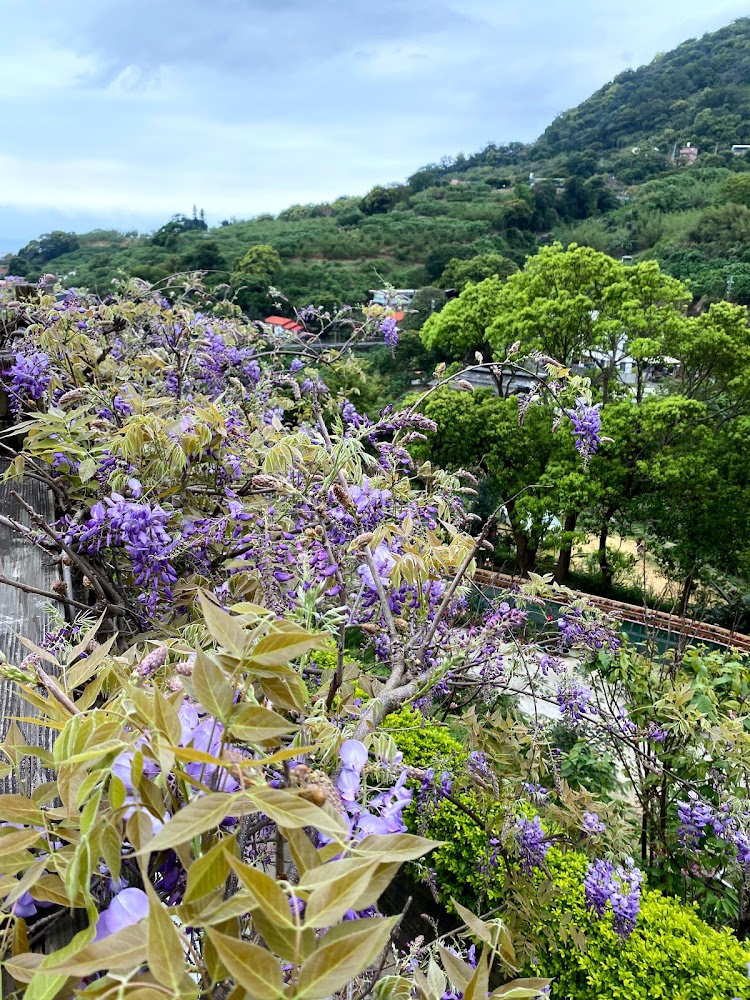 紫藤花景點攻略|輕鬆尋訪熱門賞花地點