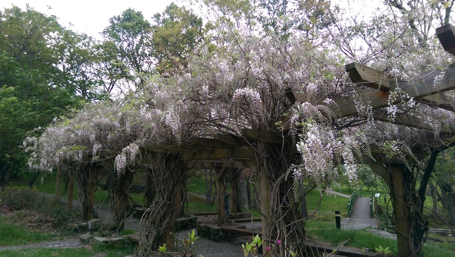 紫藤花景點攻略|輕鬆尋訪熱門賞花地點