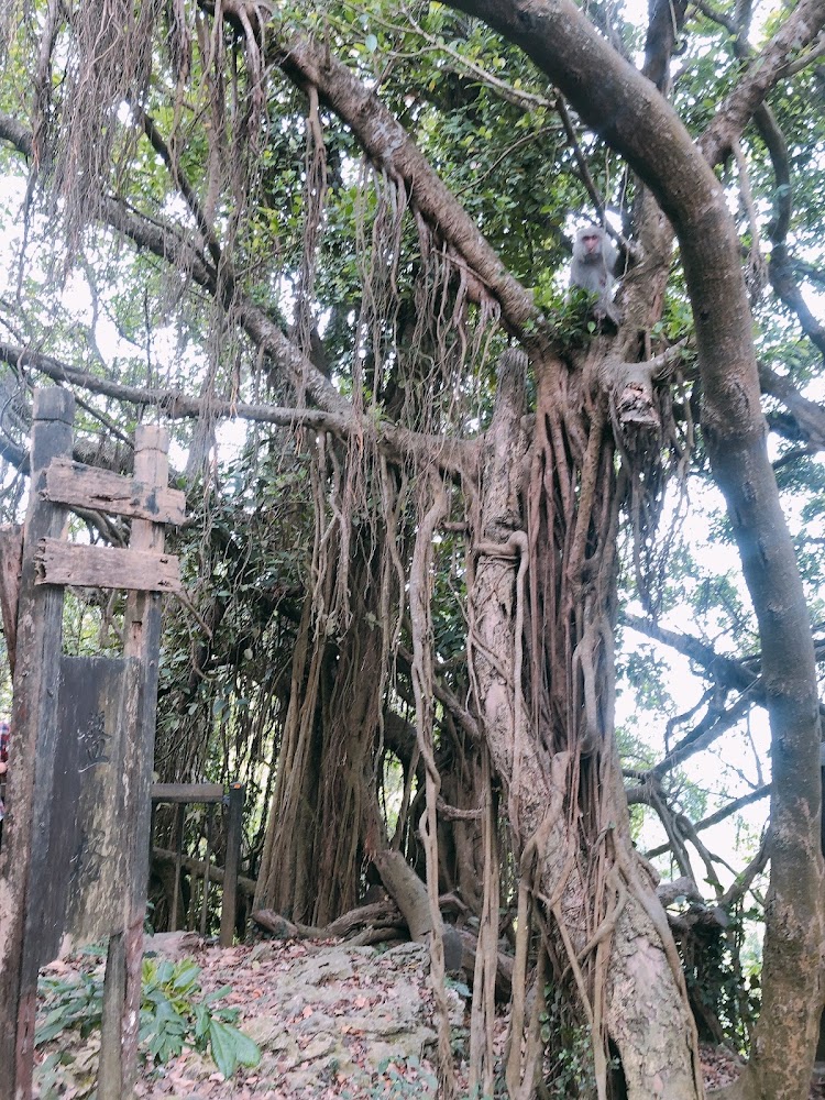 高雄秘境景點推薦：探索柴山神秘海岸與自然美景