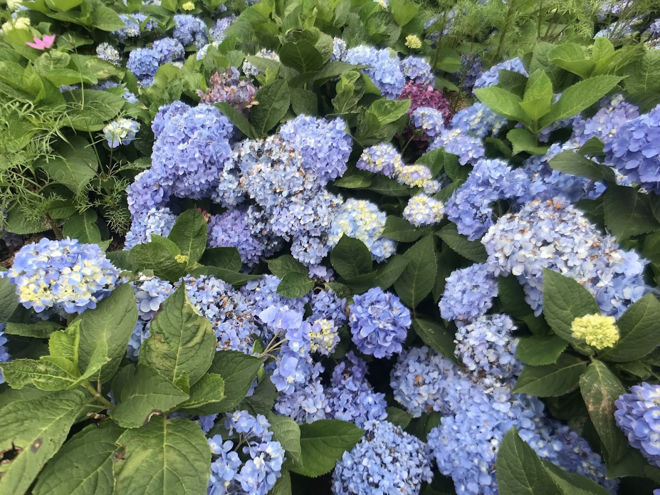 繡球花的美麗秘訣與熱門景點推薦