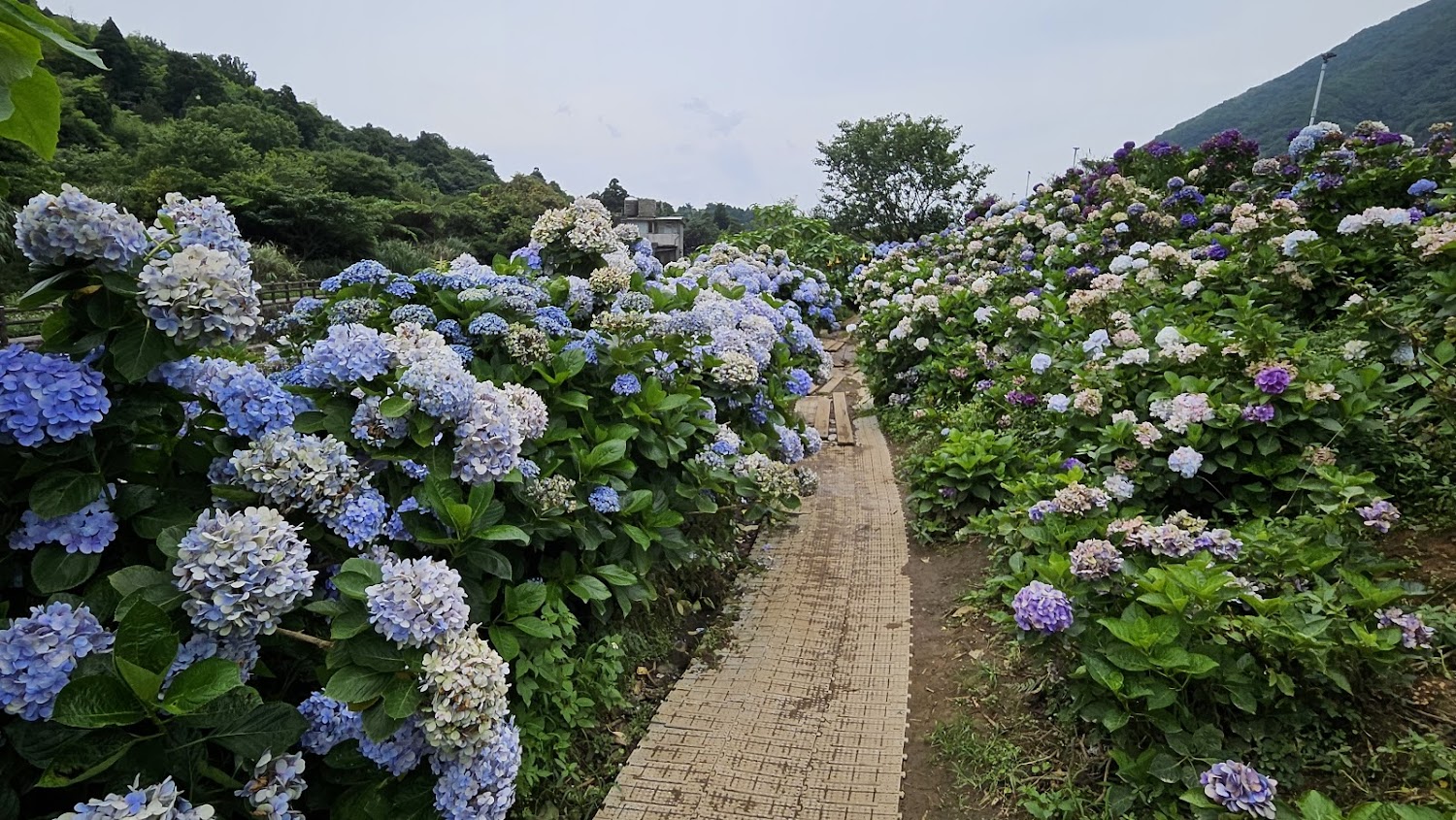 繡球花的美麗秘訣與熱門景點推薦