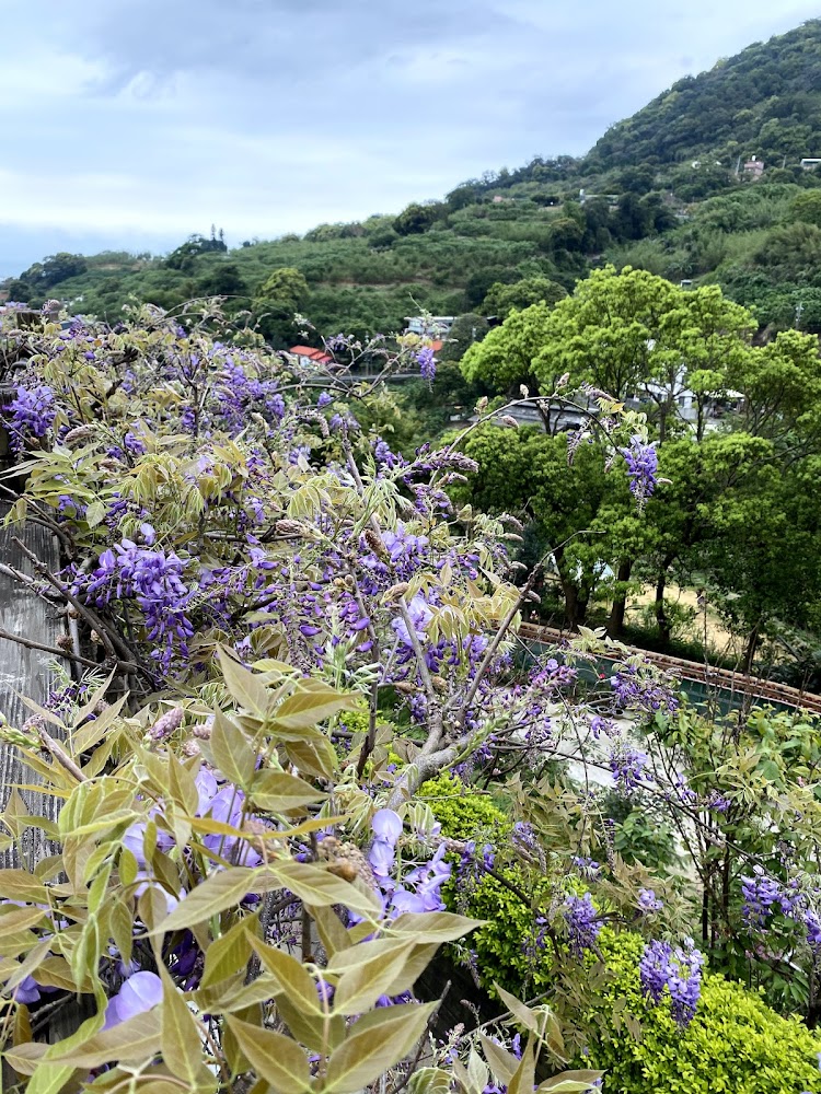 紫藤花：探索最美的紫藤花景點及最佳賞花時機