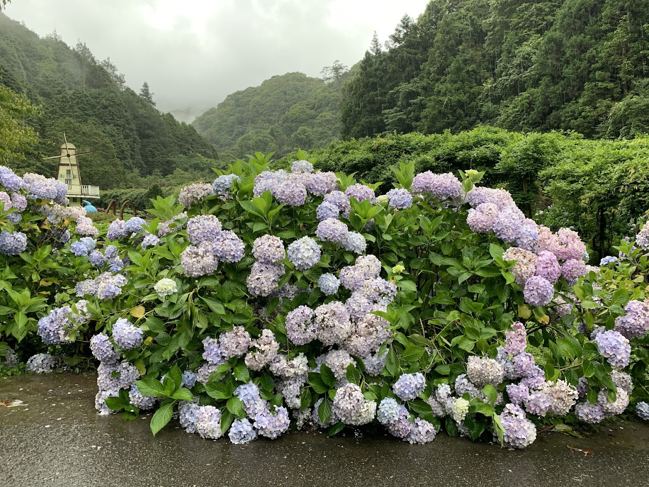 杉林溪森林生態渡假園區大飯店｜杉林溪森林遊樂園：探索台灣的自然美景