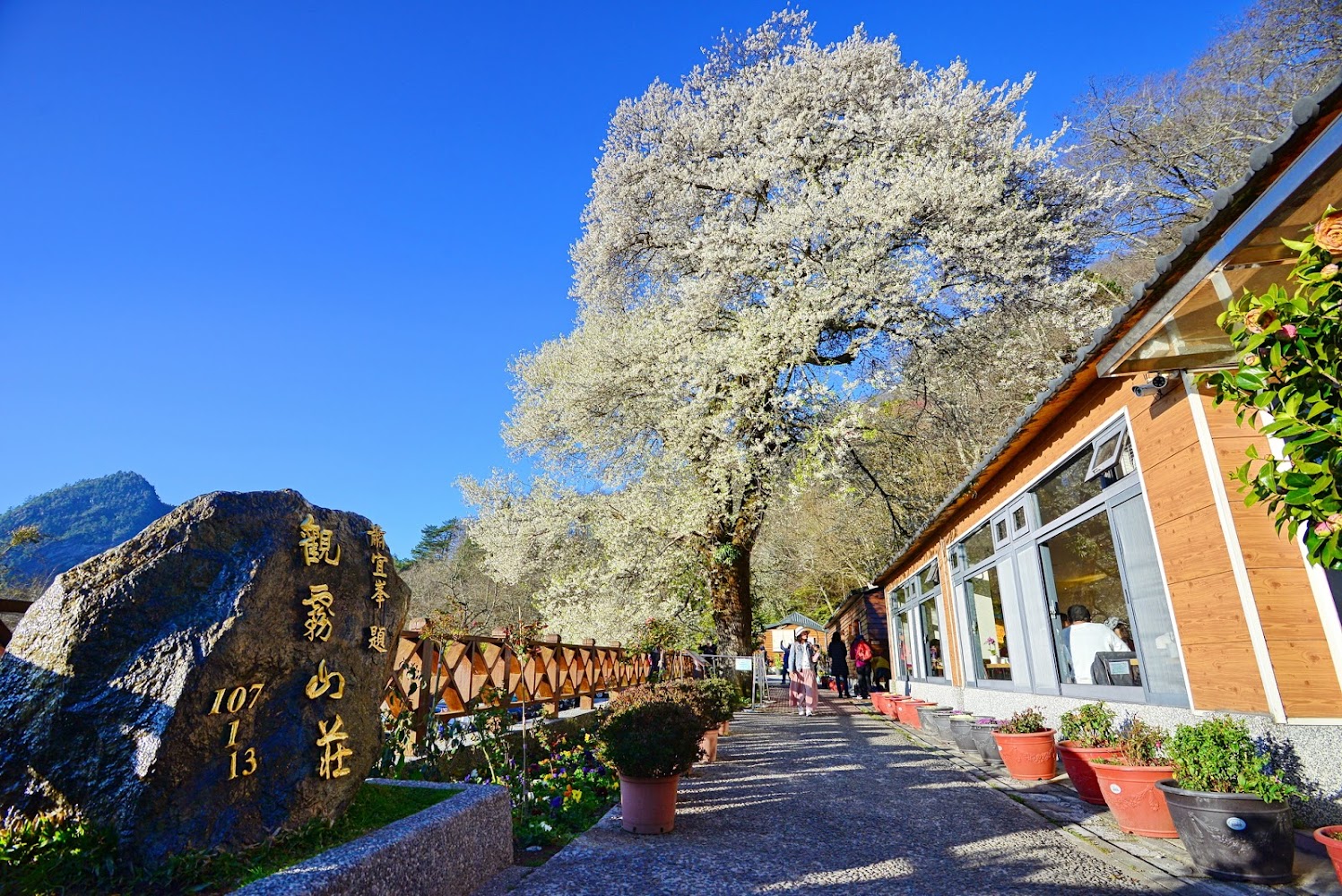 觀霧山莊：探索霧社櫻王的最佳去處