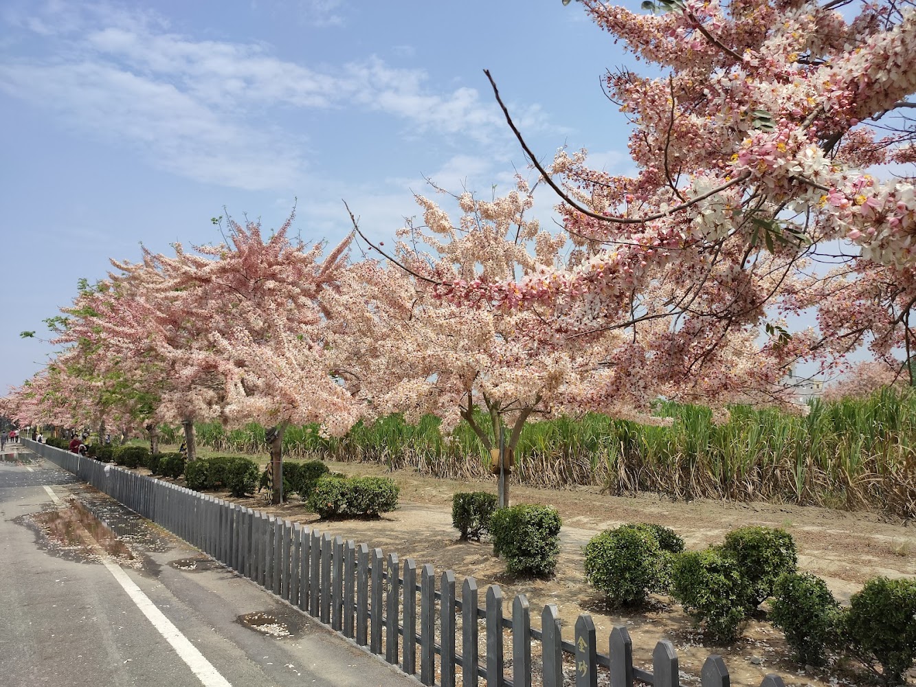 花旗木景點全攻略｜帶你輕鬆探索台灣的花旗木秘境