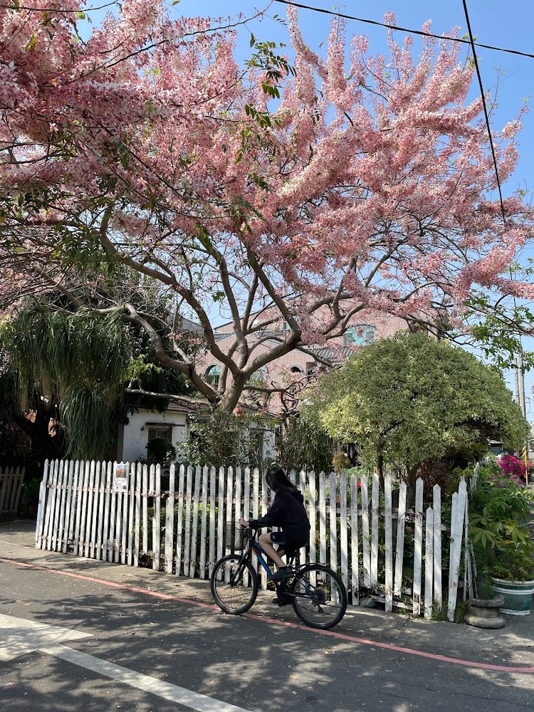花旗木景點全攻略｜帶你輕鬆探索台灣的花旗木秘境