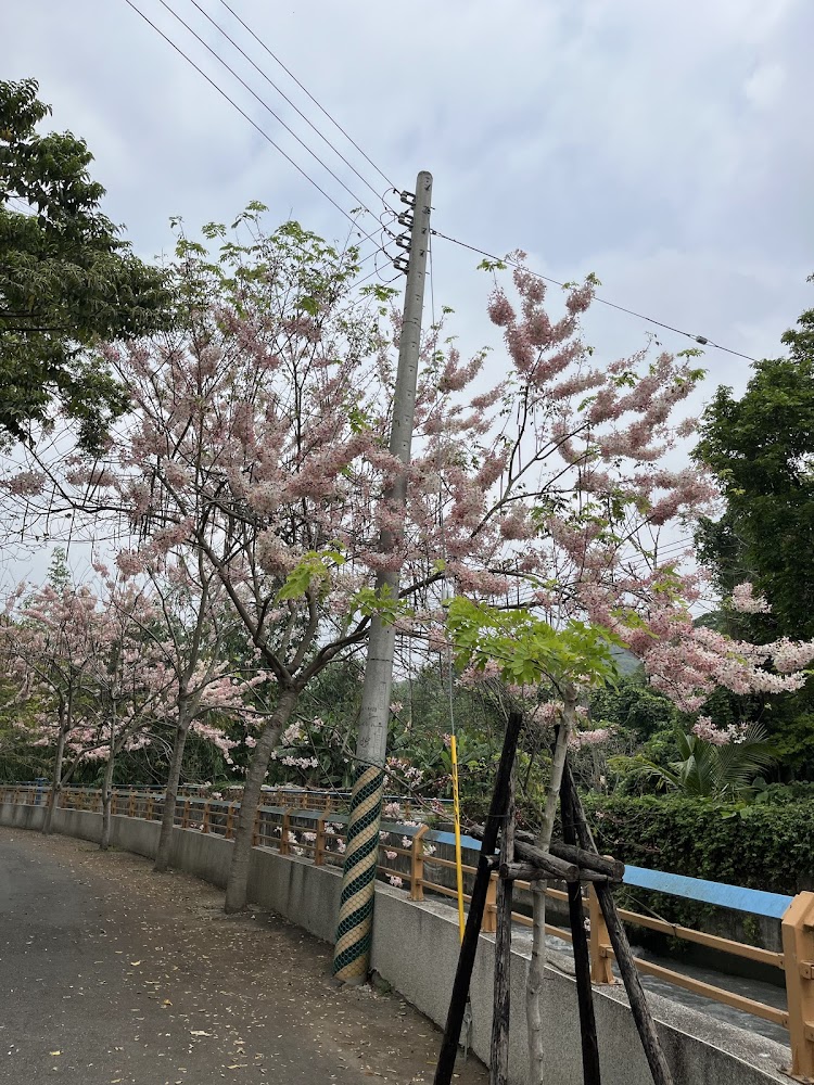 花旗木景點全攻略｜帶你輕鬆探索台灣的花旗木秘境