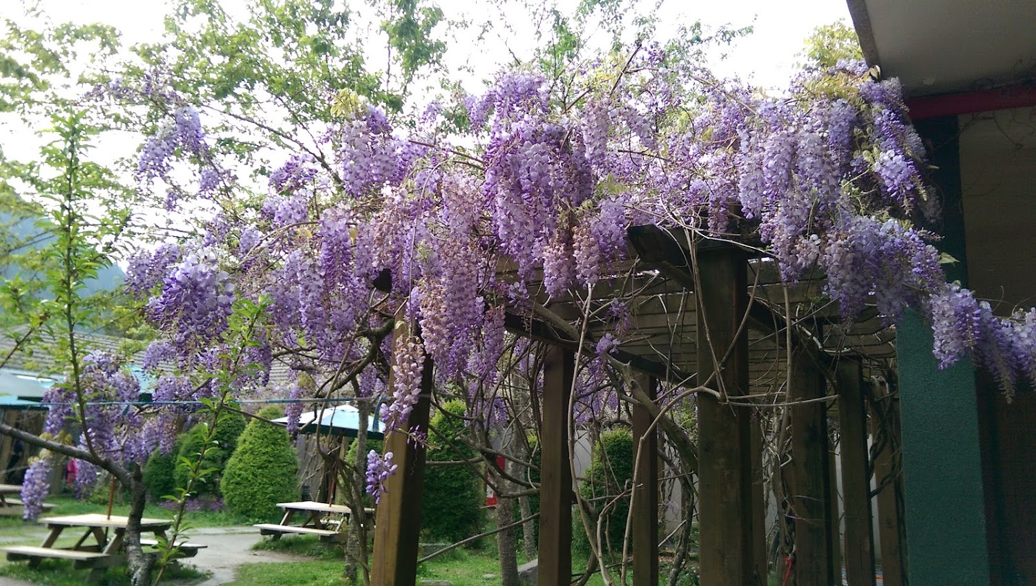 紫藤花盛開｜最佳觀賞地點與小秘訣分享