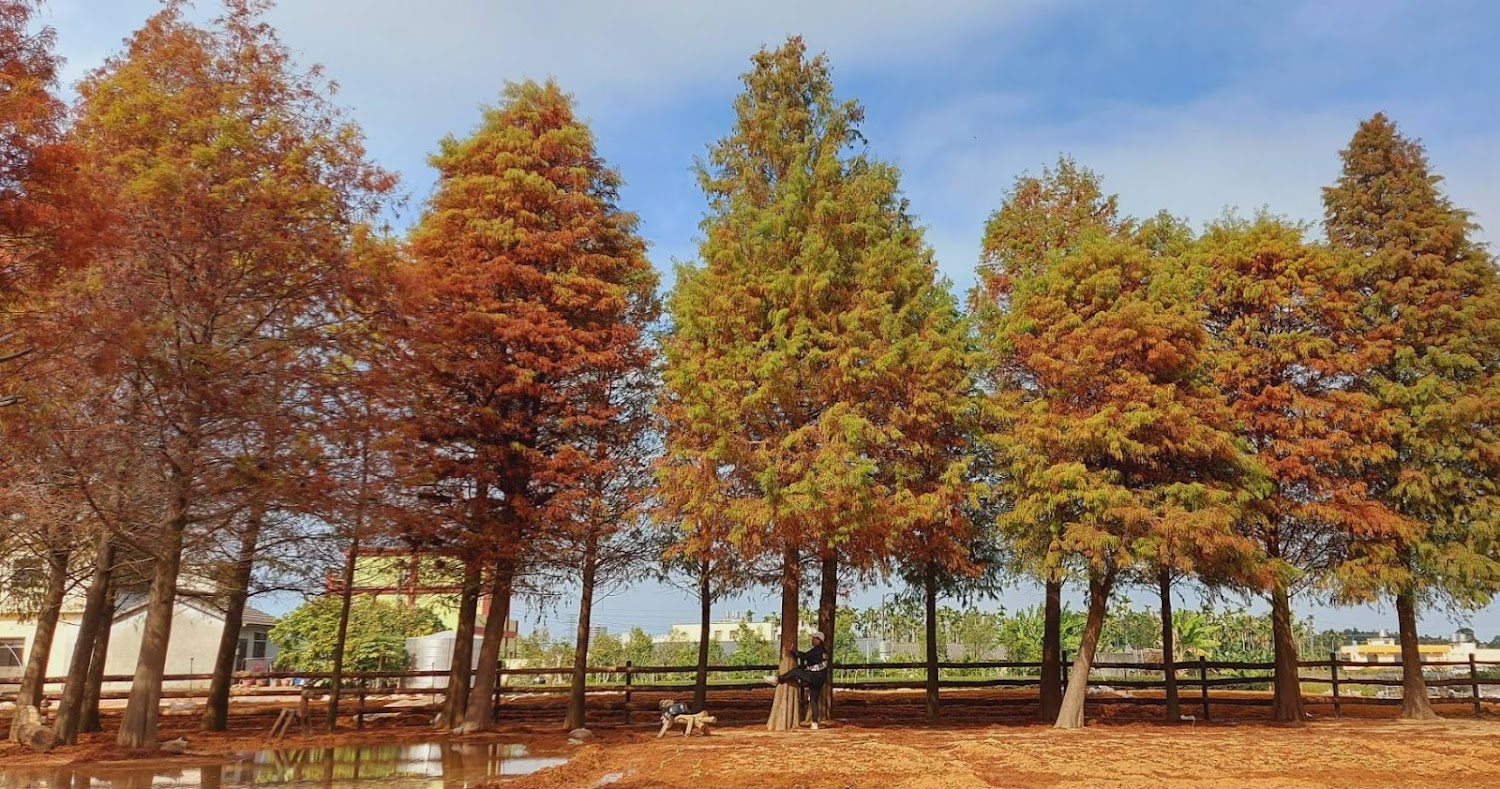 落羽松秘境:預約秋季最美的落羽松景點與攝影天堂