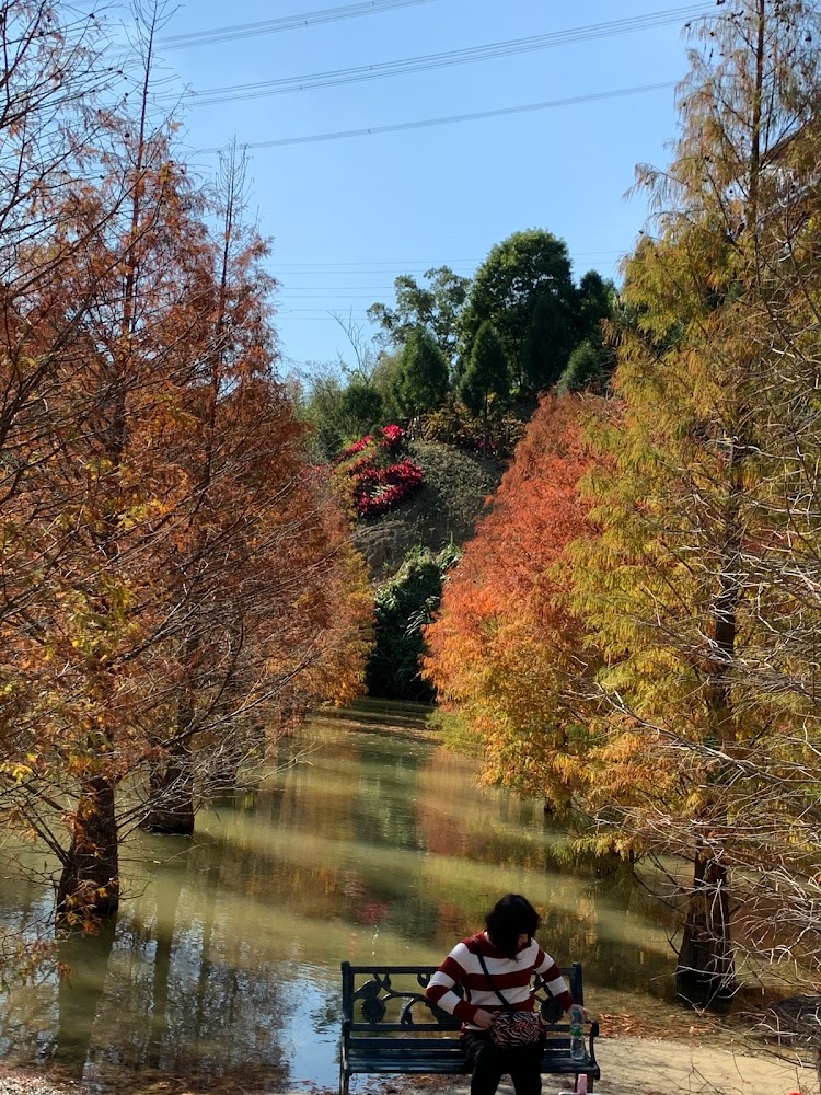 落羽松秘境:預約秋季最美的落羽松景點與攝影天堂