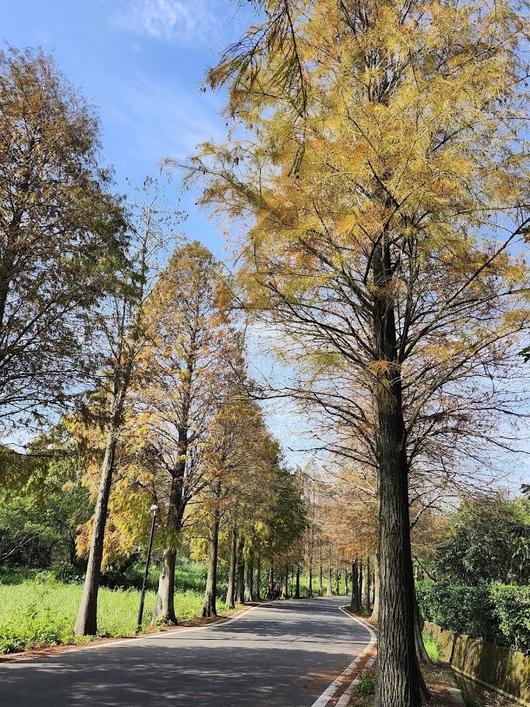 落羽松秘境:預約秋季最美的落羽松景點與攝影天堂