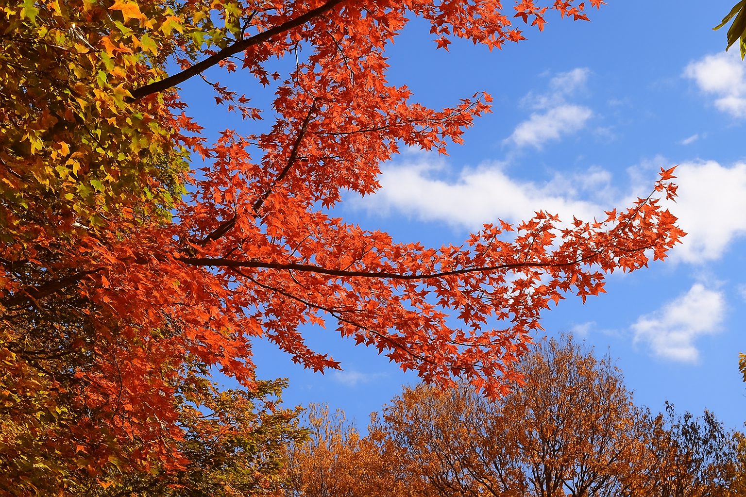 大雪山森林遊樂區怎麼玩？最佳旅遊攻略與遊玩秘訣