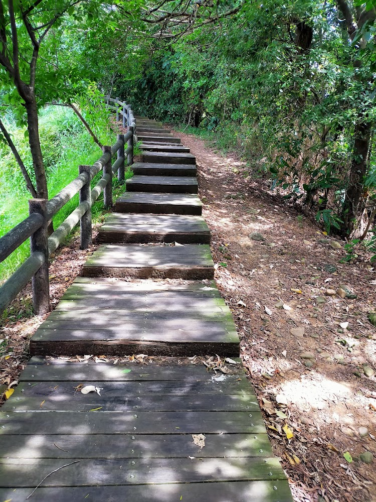 探索桃園景點：必訪的大溪老街、虎頭山公園與獨特的許厝港濕地