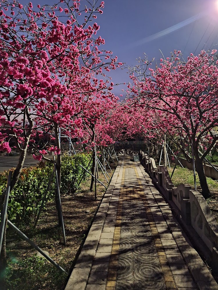 回顧泰安櫻花盛宴：預約不可錯過的美麗景點