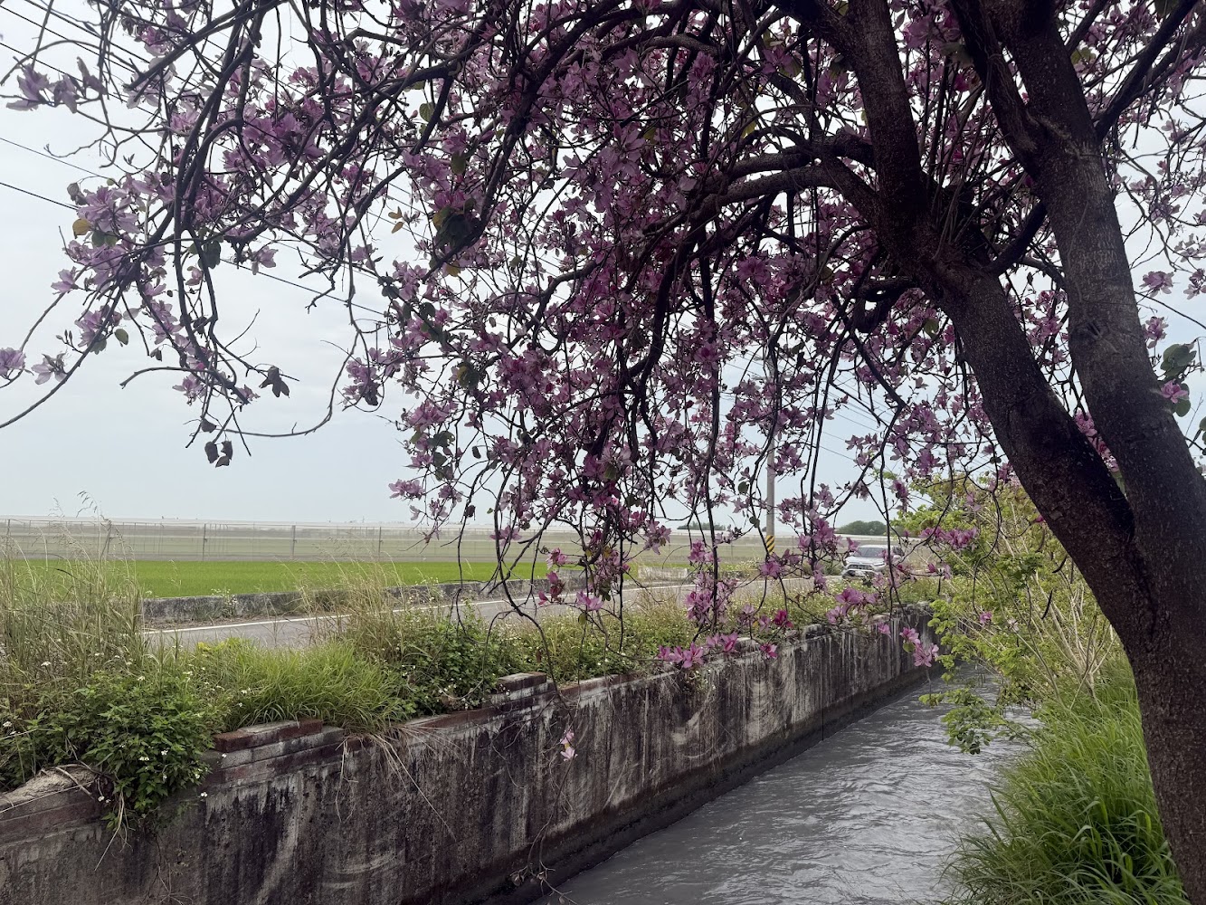 土庫羊蹄甲大道：探索春季花海之美與旅遊小貼士