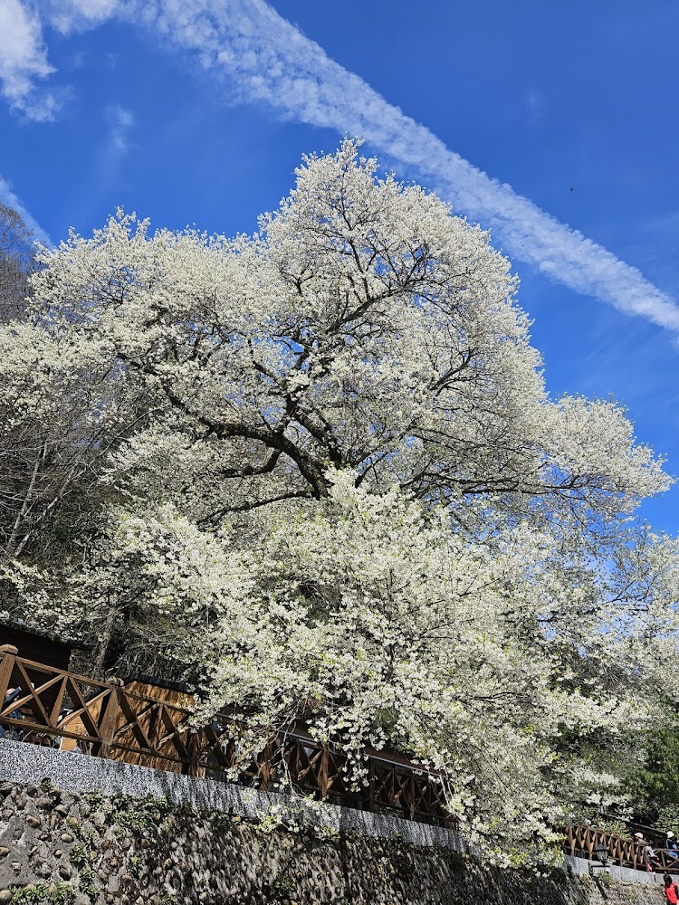 觀霧山莊-霧社櫻王|回顧最美的櫻花季節與壯麗景觀