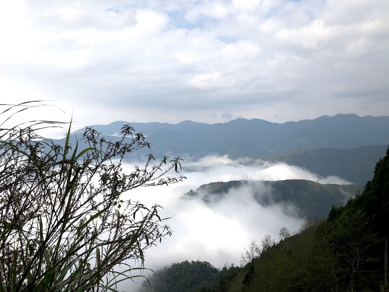 觀霧國家森林遊樂區｜觀霧山莊-霧社櫻王｜品嚐最美的櫻花季節與壯麗景觀
