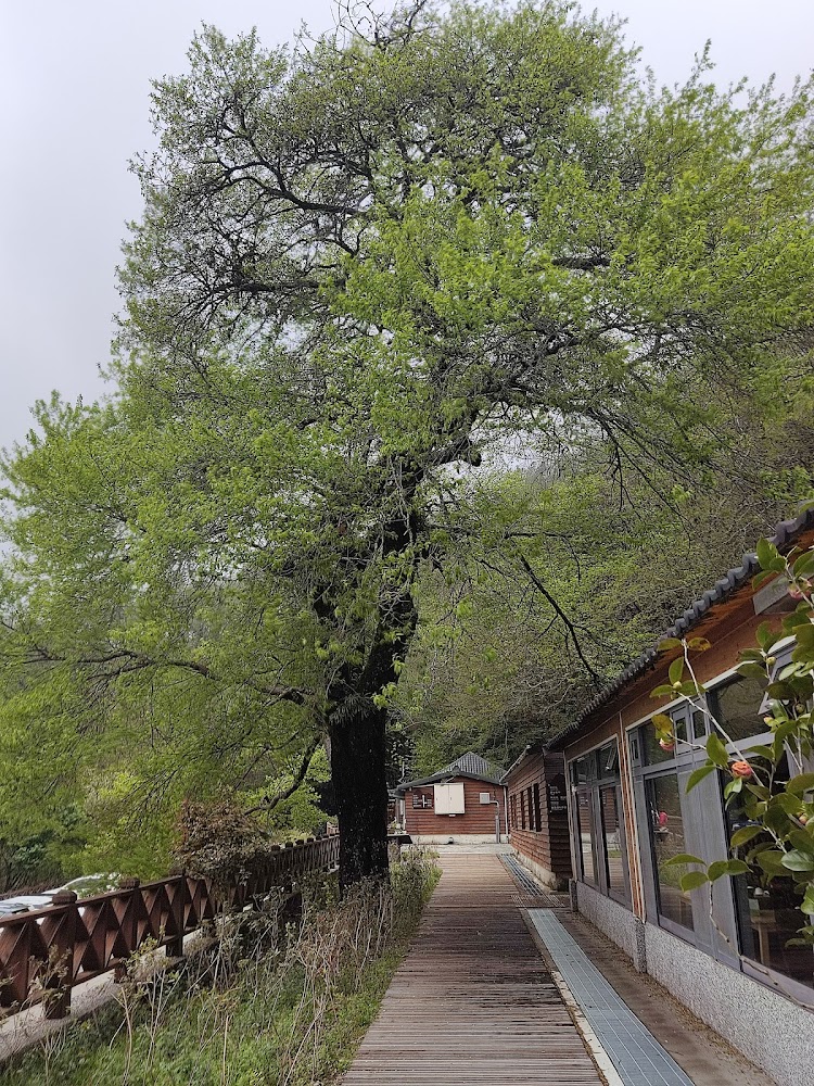 全部｜觀霧山莊-霧社櫻王｜品嚐最美的櫻花季節與壯麗景觀