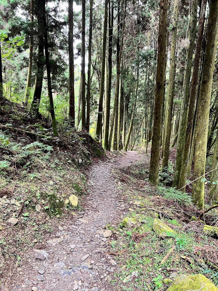 觀霧山莊-霧社櫻王|回顧最美的櫻花季節與壯麗景觀