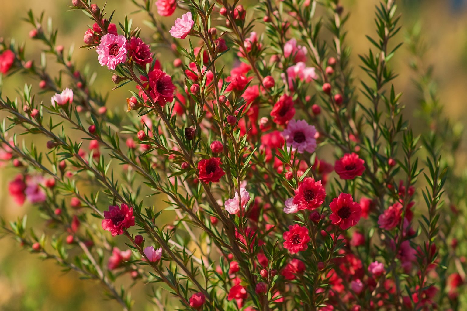探索福壽山：最佳旅遊指南與景點介紹
