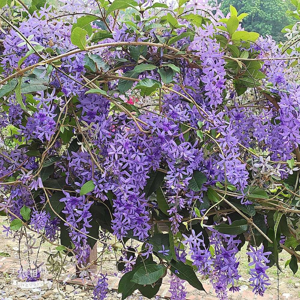 探索錫葉藤的魅力花園｜最佳觀光景點與秘訣