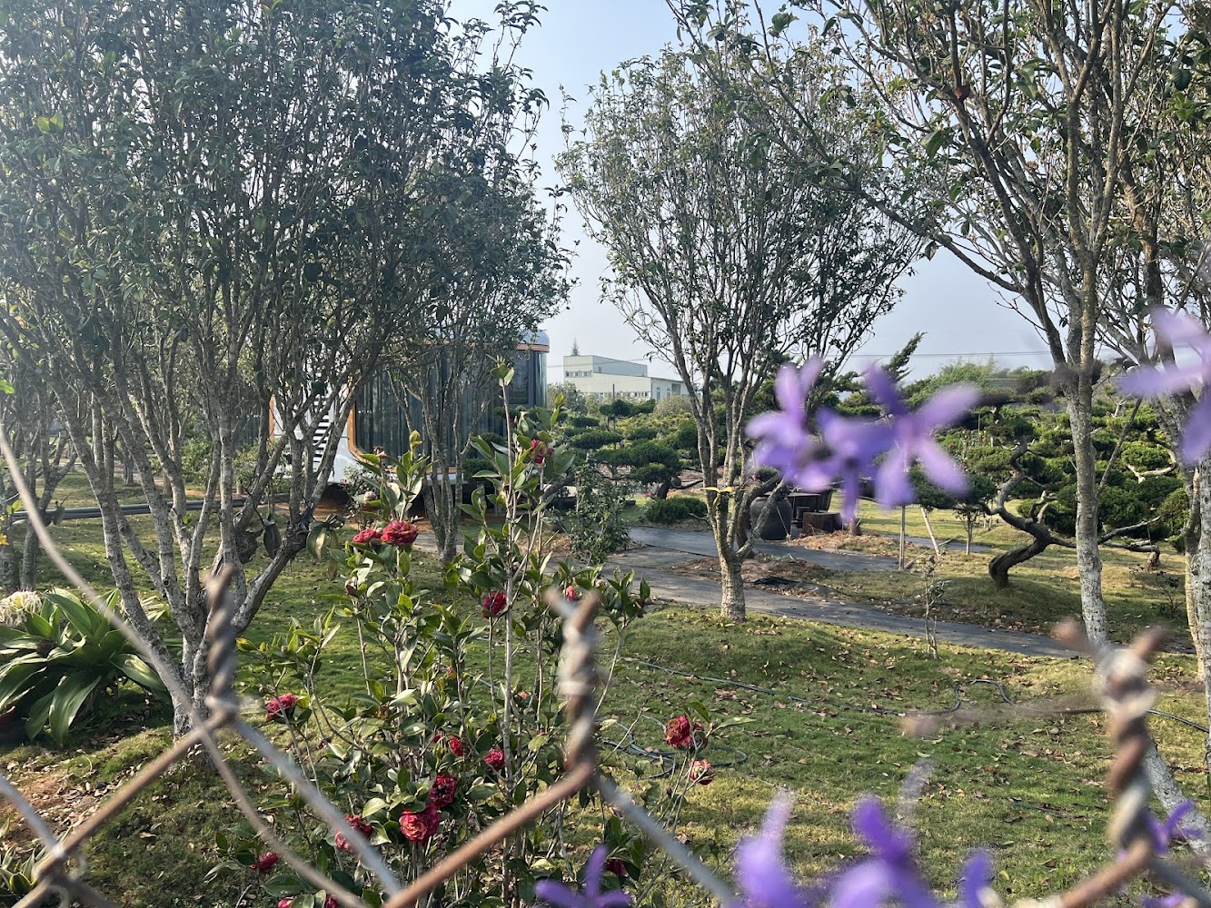 探索錫葉藤的魅力花園｜最佳觀光景點與秘訣