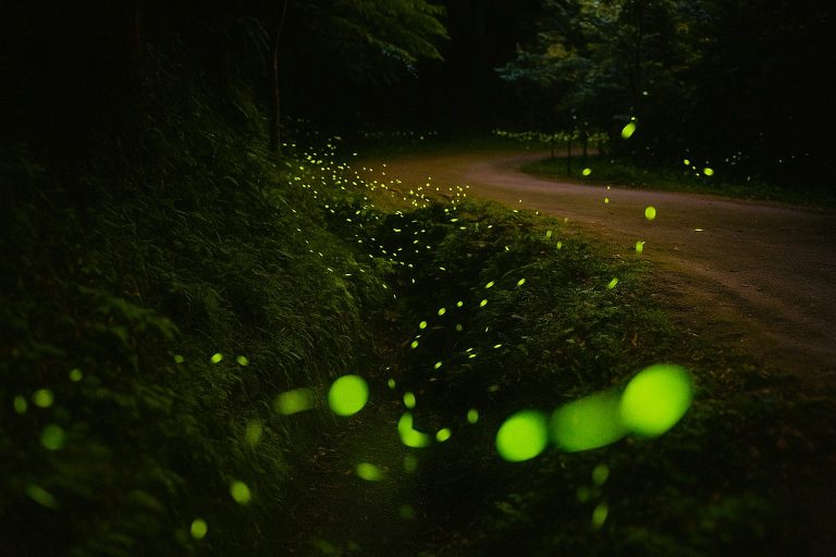 螢火蟲季節：最佳賞螢地點全面攻略