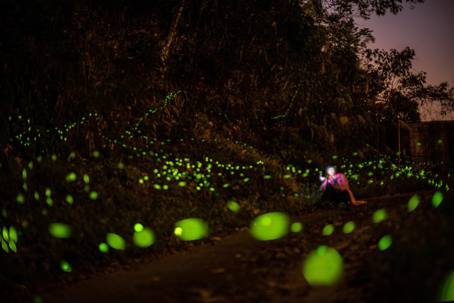 賞螢火蟲：探索台灣最佳賞螢景點的完全指南