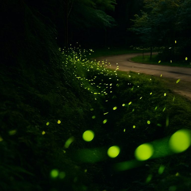 賞螢火蟲：探索台灣最佳賞螢景點的完全指南